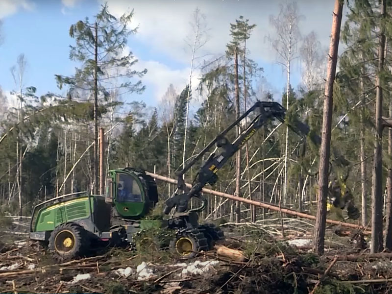 Пострадавшие от прошлогоднего урагана брянские леса расчищают от бурелома