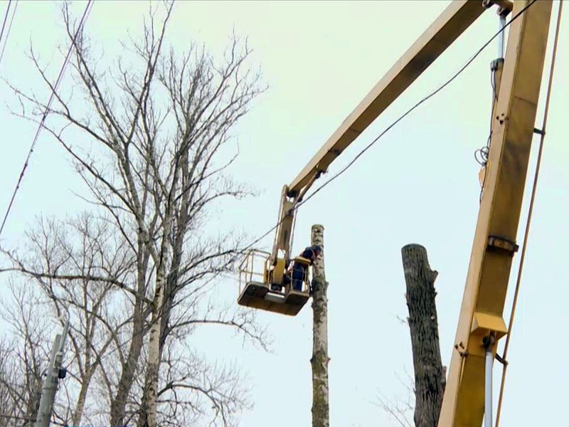 В Брянске начались работы по кронированию деревьев. До голых уродливых стволов