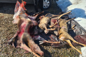В Брянской области задержаны браконьеры, застрелившие у заповедника оленя и пять косуль