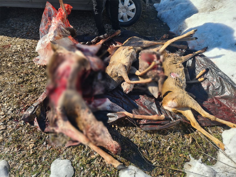 В Брянской области задержаны браконьеры, застрелившие у заповедника оленя и пять косуль