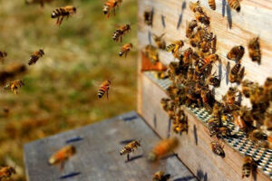 Россельхознадзор напомнил о новых правилах по содержанию и разведению пчёл