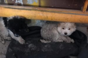 Работники аэропорта «Брянск» ищут дом для двух щенков-подкидышей