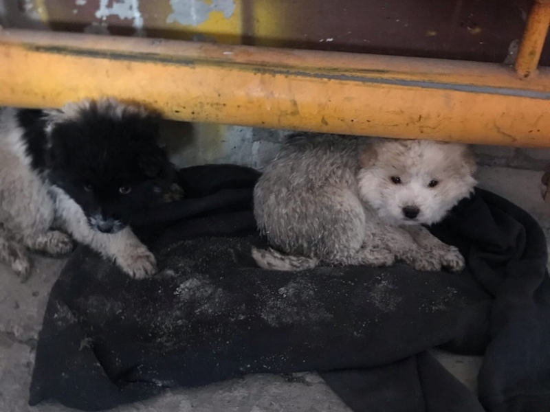 Работники аэропорта «Брянск» ищут дом для двух щенков-подкидышей