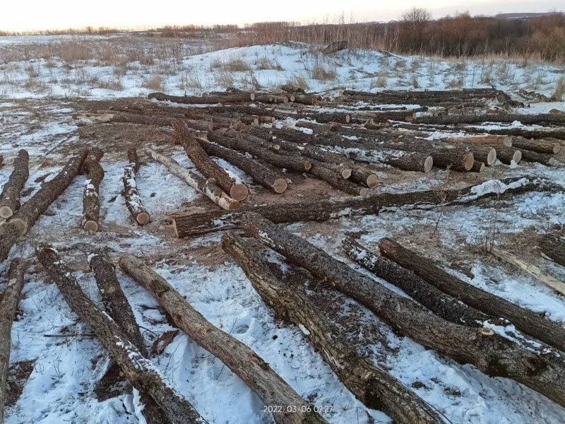 Черному лесорубу, срубившему сотню деревьев под Комаричами, грозит до семи лет и крупный штраф