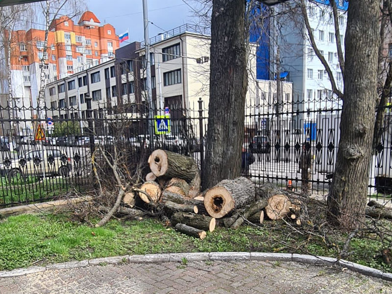В парке-музее Толстого в Брянске спилили больше десятка опасных деревьев