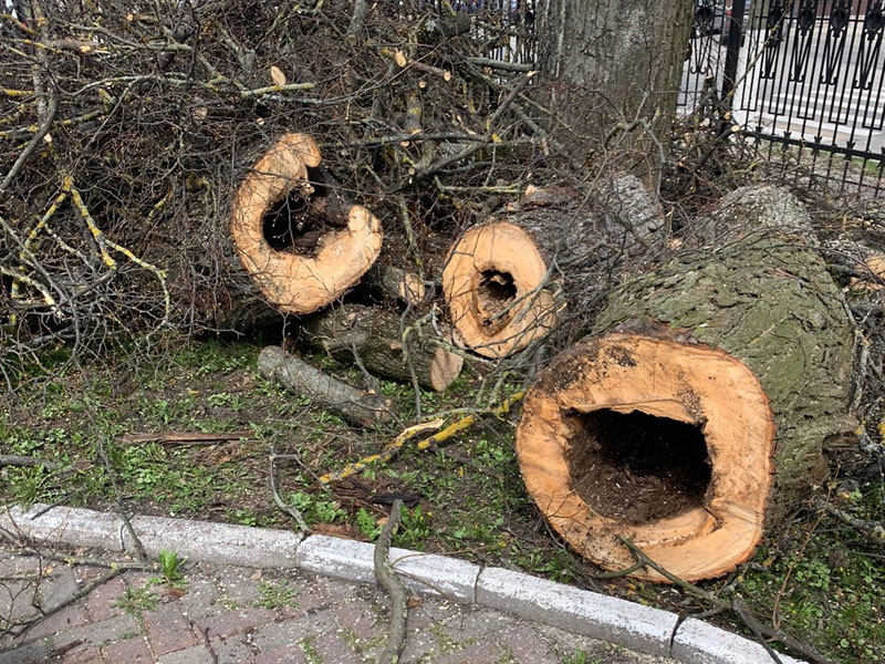 В парке-музее Толстого в Брянске спилили больше десятка опасных деревьев