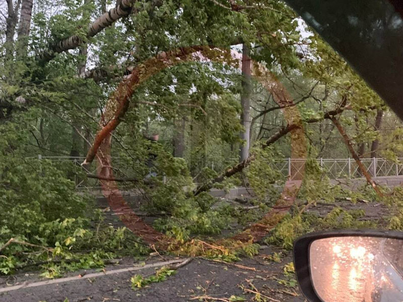 Упавшие деревья, поврежденные машины, оборванные провода: брянские жители делятся в сети первыми последствиями урагана
