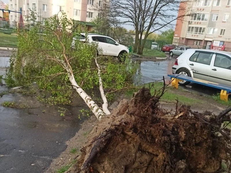 В Брянске расчищают последствия урагана. Пока поступило 11 заявок по упавшим деревьям — ЕДДС