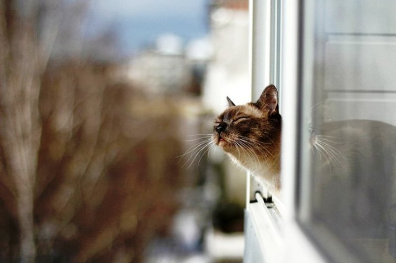 Кошка выпала в окно: действия хозяина и первая помощь