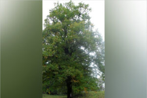 Брянский дуб претендует на то, чтобы стать «Российским деревом года»