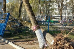 Упавшее дерево разнесло ограду детсада «Моржонок» в Брянске
