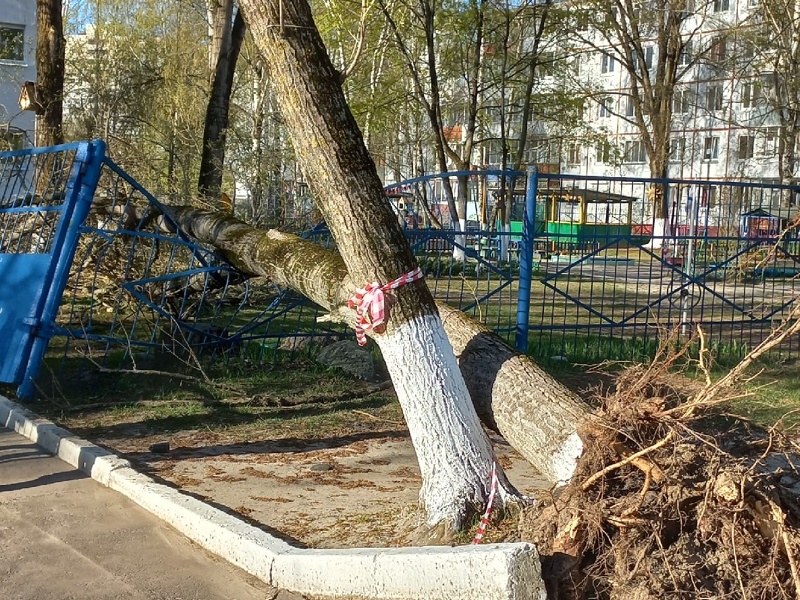 Упавшее дерево разнесло ограду детсада «Моржонок» в Брянске