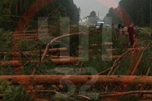 Упавшие деревья, поврежденные машины, оборванные провода: брянские жители делятся в сети первыми последствиями урагана