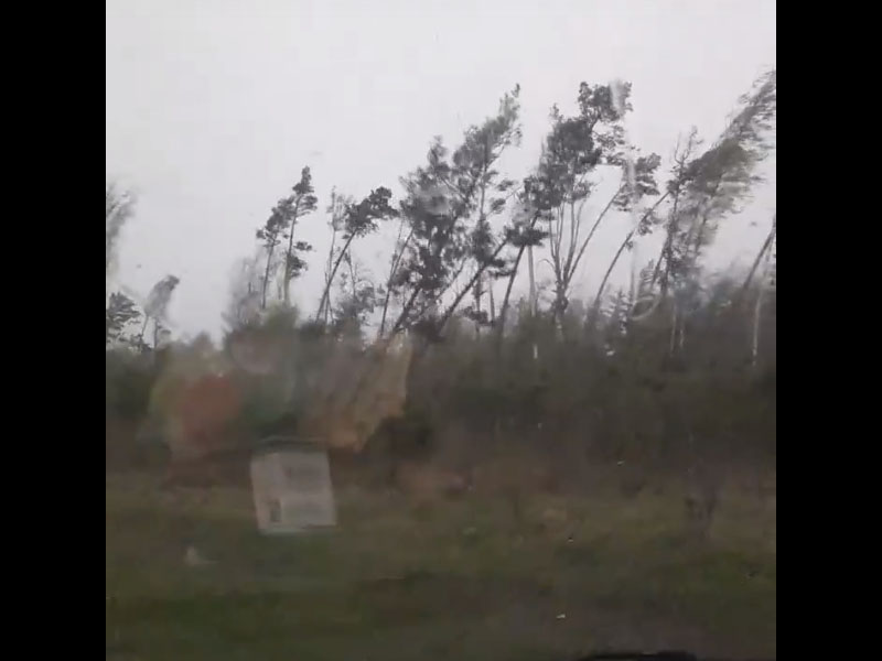 Момент с ураганным лесоповалом в Жуковке попал на видео