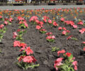 Брянск украсили более 75 тысяч тюльпанов. Им на смену готовятся 170 тысяч «летников»