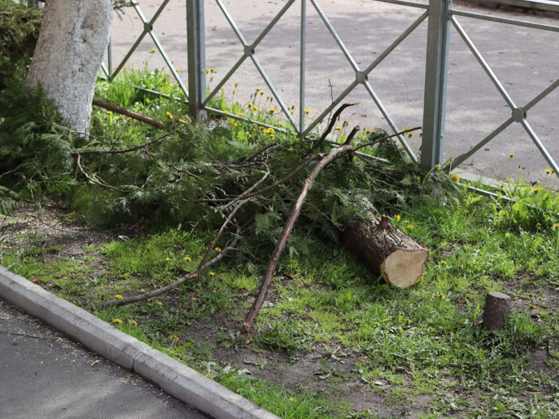 Брянск продолжают расчищать от последствий урагана. Наибольший удар стихии пришелся на Бежицу