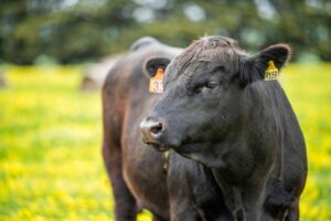 Компания «Мираторг» нарастит производство говядины вагю в 15 раз