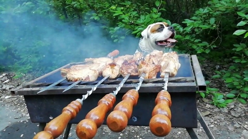 Кинологи предупреждают, что шашлыком собак кормить запрещено