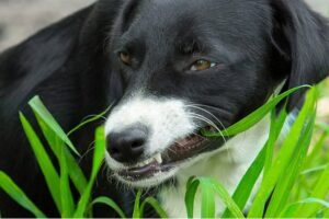 Почему собаки едят траву? Отвечают кинологи