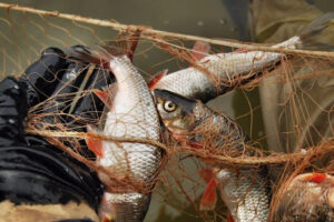 Жуковскому браконьеру грозит до двух лет за 17 выловленных сетями рыбешек