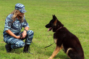 Более 100 преступлений с начала года в Брянской области «раскрыли» служебные собаки