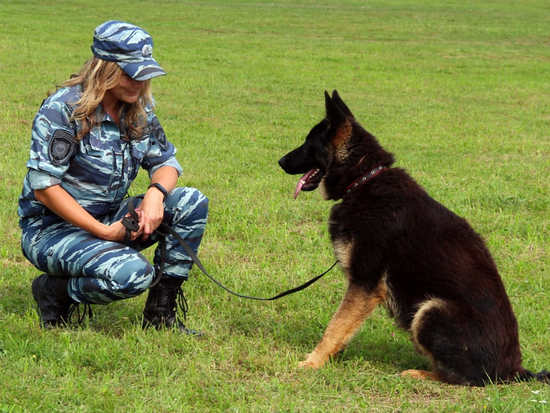 Более 100 преступлений с начала года в Брянской области «раскрыли» служебные собаки
