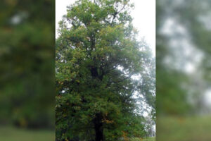 Брянский «Романовский дуб» занял «почётное» 33 место на конкурсе «Дерево года-2022»