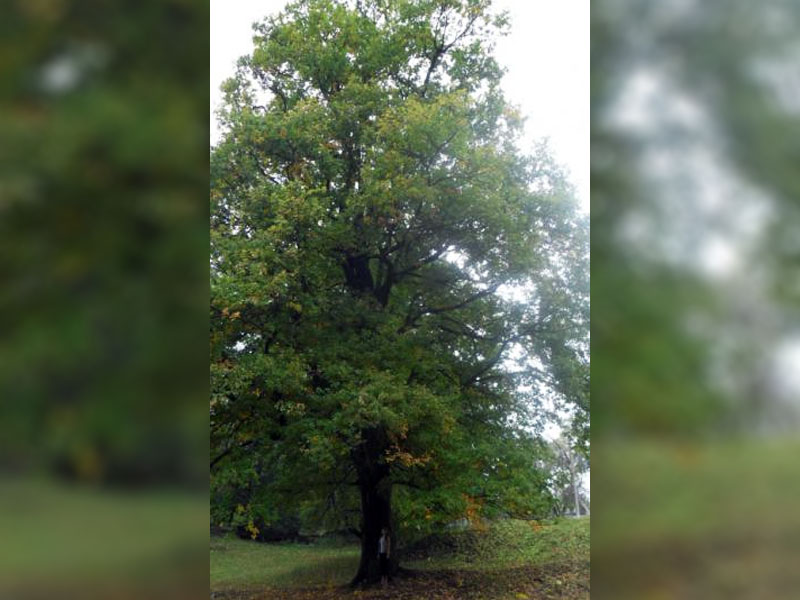 Брянский «Романовский дуб» занял «почётное» 33 место на конкурсе «Дерево года-2022»