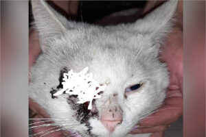 В Выгоничах уже два месяца неизвестный садист стреляет в домашних котов ради забавы