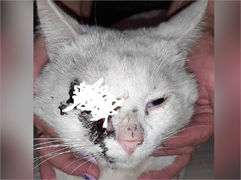 В Выгоничах уже два месяца неизвестный садист стреляет в домашних котов ради забавы