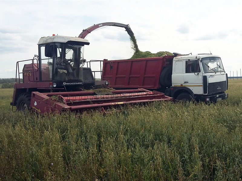 В Брянской области планируют заготовить более 3 млн. тонн кормов