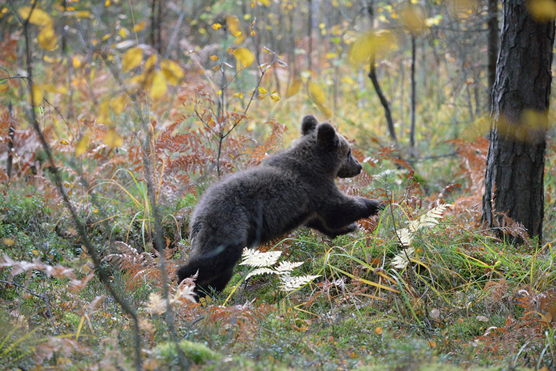 «Брянский лес» в день 35-летия подводит промежуточные итоги восстановления популяций медведя и зубра