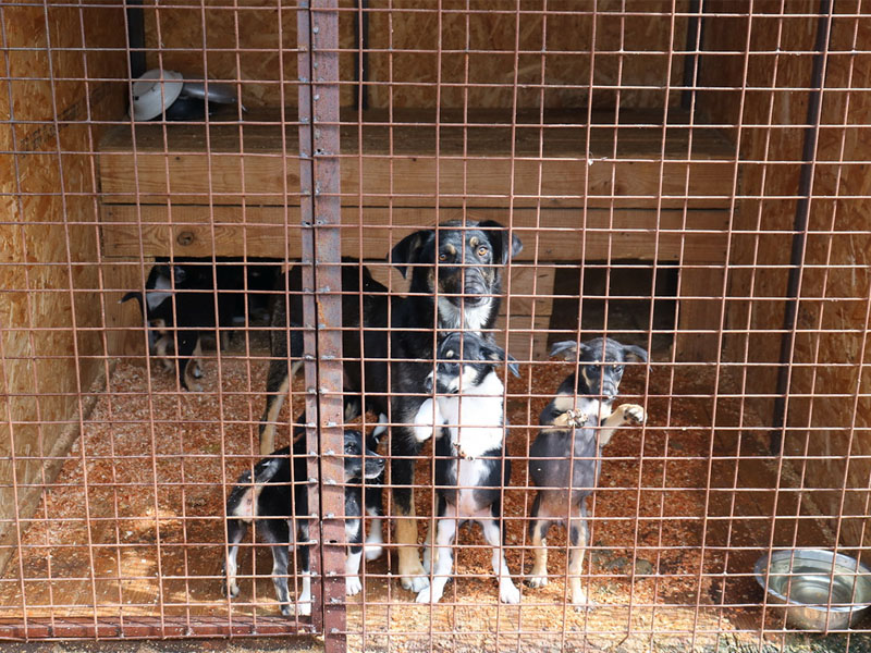 Брянский приют за 1,4 года работы пристроил чуть больше ста собак из прошедшей через него тысячи