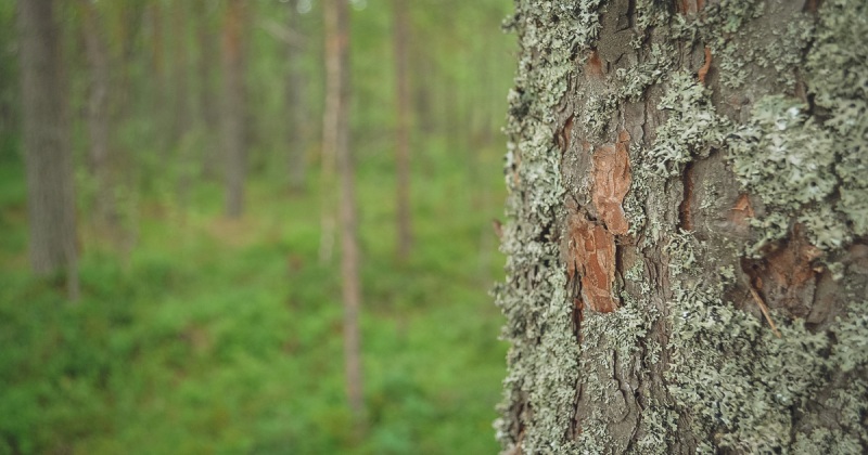 Брянская область вошла в топ-10 рейтинга регионов по ведению лесного хозяйства