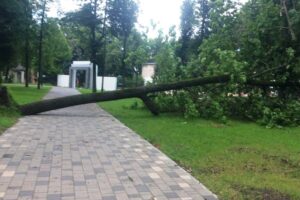 В Брянске коммунальщики насчитали 18 упавших от непогоды деревьев