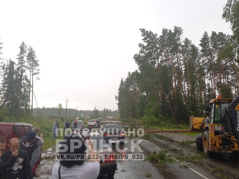 В Брянской области ураганный ветер «засыпал» деревьями автодорогу под Жуковкой