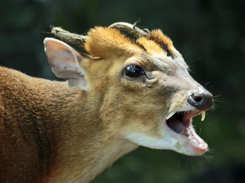 В зоопарке Брянска появятся «саблезубые» олени