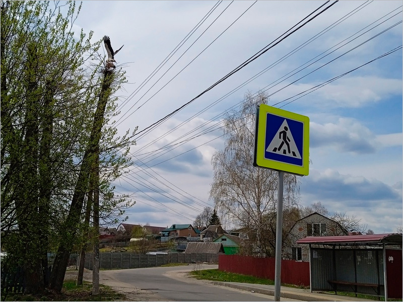В брянском посёлке Большое Полпино погибают аисты