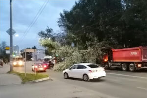 В ДТП на улице Брянска пострадало придорожное дерево