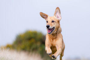 5 признаков, по которым можно понять, что собака счастлива