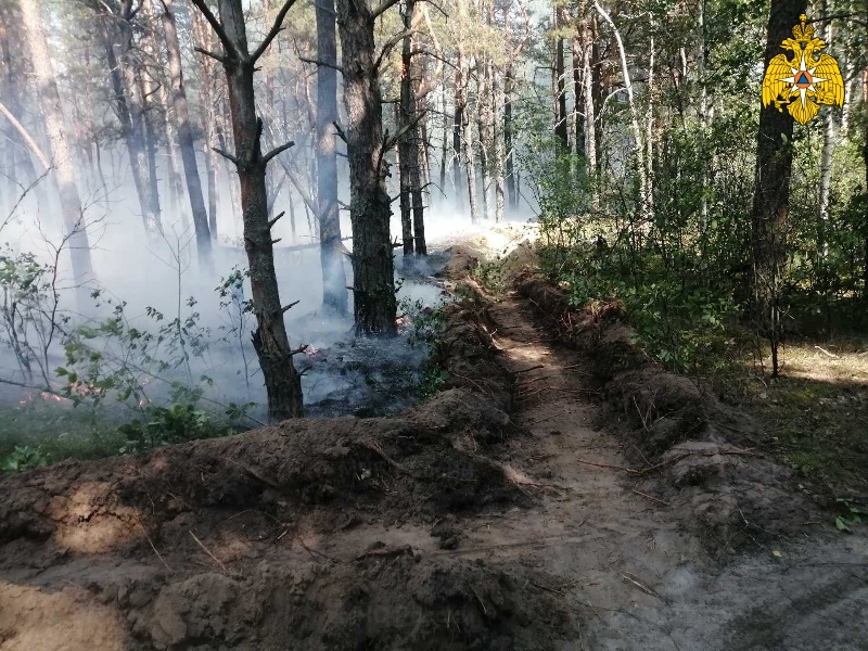 Брянские лесные пожарные ликвидировали пожар на трёх гектарах леса под Новозыбковом