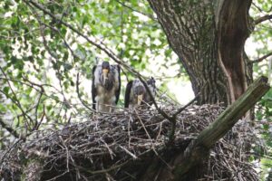 Пара краснокнижных черных аистов, чьё гнездо спасли у заповедника «Брянский лес», вывела птенцов