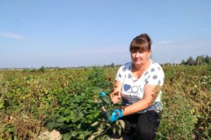 Фермер из Унечского района получила 2,8 млн. рублей на выращивание ежевики