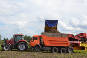 В Брянской области убрана четверть площадей картофеля со средней урожайностью 320 ц/га