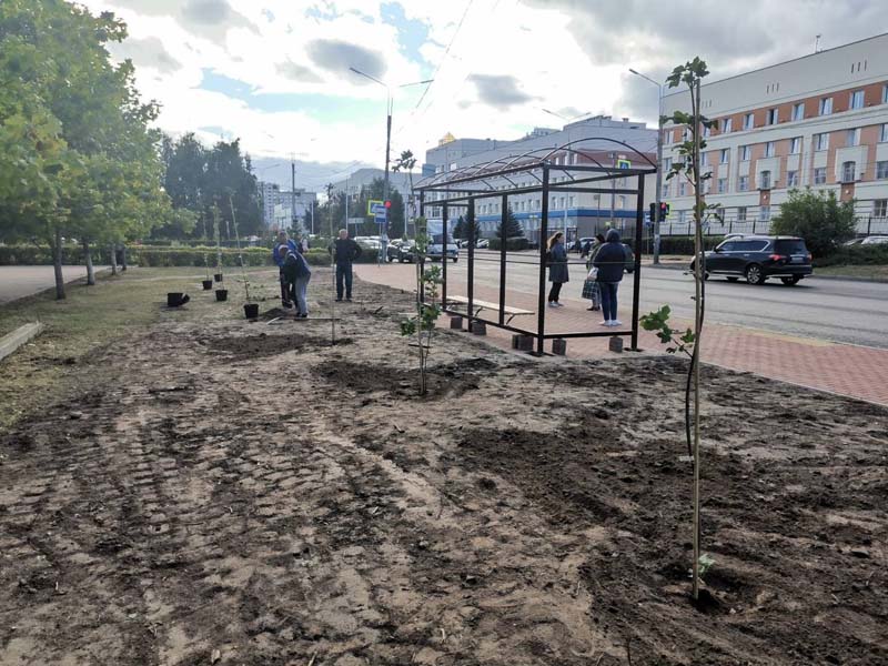 На улице Крахмалёва в Брянске высадили «компенсационные» клёны