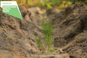 В Брянской области с начала года восстановили 2,4 га лесов