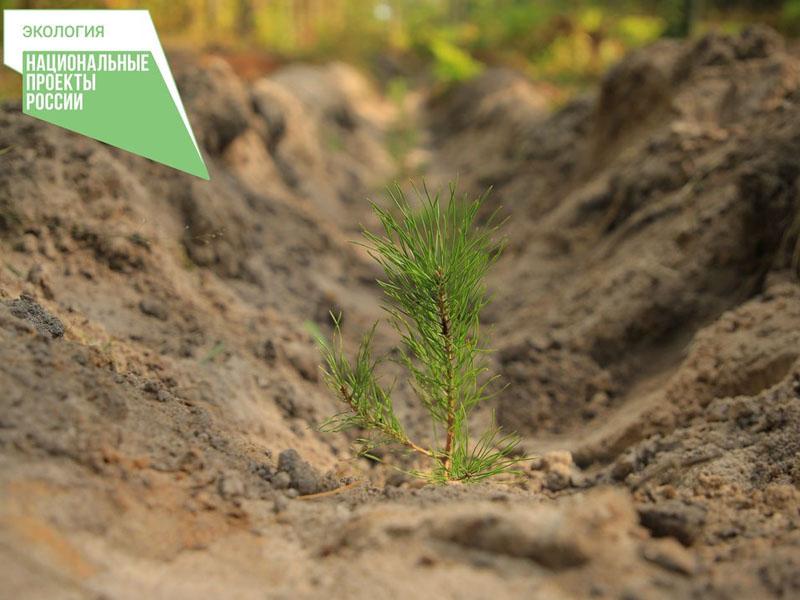 В Брянской области с начала года восстановили 2,4 га лесов