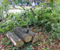 В Брянске штормовой ветер повалил полтора десятка деревьев, повреждено два автомобиля, пострадавших нет