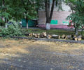 В Брянске штормовой ветер повалил полтора десятка деревьев, повреждено два автомобиля, пострадавших нет