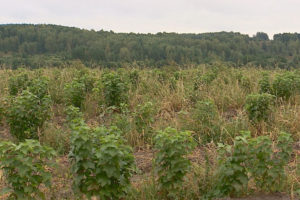 В Брянской области появились плантации чёрной смородины